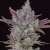 Gorilla Cookies Auto